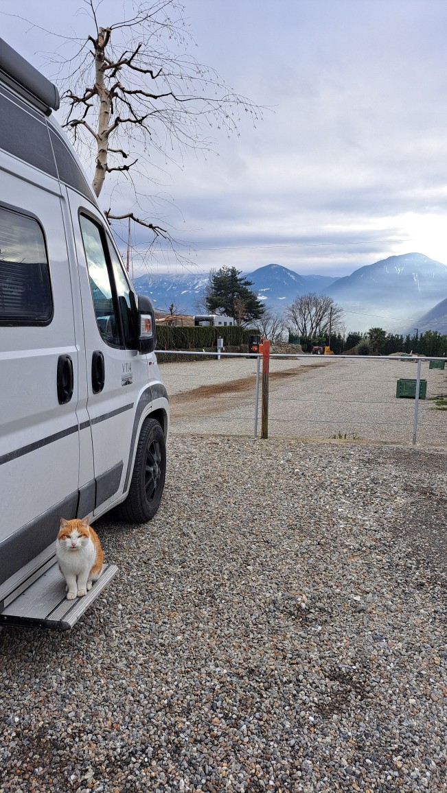 Bild vom Campervan mit einer Katze auf der Trittstufe und den Alpen im Hintergrund